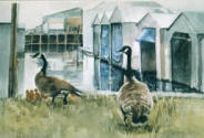 Geese At Marina
